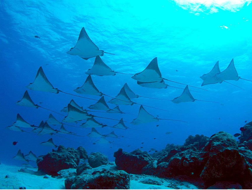 manta-rays-1
