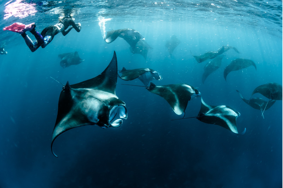 manta-point